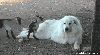 http://reho.st/gif/414aa033efcdf4e441fda3591edcd751ac2982c2.gif