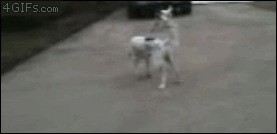 http://reho.st/gif/416ac5676cd86319510eb856583631843bb05f49.gif