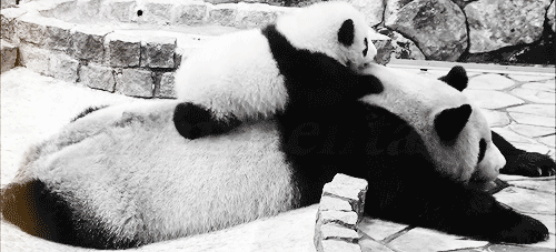 http://reho.st/gif/43c5b4423389f348de8fd90ccbe5b80b51d6d52b.gif