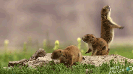 http://reho.st/gif/43c5e7c85ad0c1614999d35056850f676f053720.gif