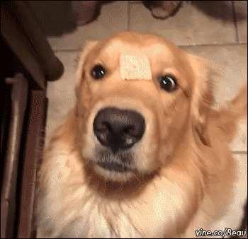 http://reho.st/gif/44e76adc955c2333307a88b12da5d1d68191daff.gif