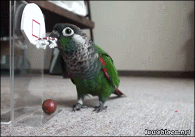 http://reho.st/gif/47aec871721c5f55c8763378ebe1ca5f66bfa786.gif