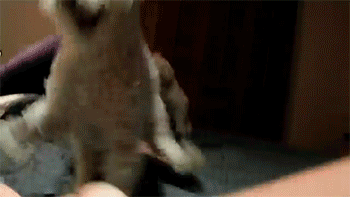 http://reho.st/gif/48b5516947ffd8cb5a91398a7b0487ae63675f8f.gif