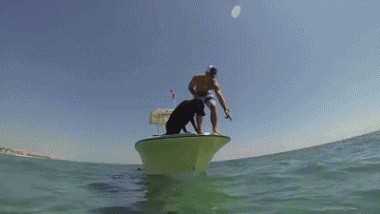 http://reho.st/gif/49635be200a89120ed3c600ffe8669da70fd5a47.gif