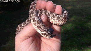 http://reho.st/gif/49e363a81c818d4a7292f7416866e6ef25fdbccd.gif