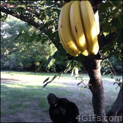 http://reho.st/gif/4a16ea4f2baff64b976a990c38580017d47c8904.gif