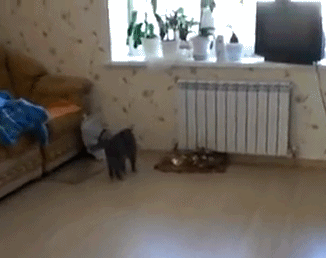 http://reho.st/gif/4b3c0701f69fa20efec19ff5dc335e9626879b38.gif
