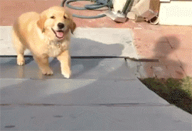 http://reho.st/gif/4b614dfe26b2fe36348ae484ac4c5f3b6fc01cd7.gif