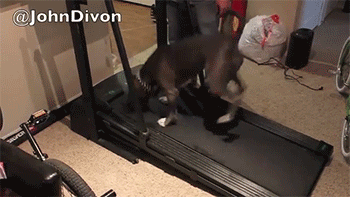 http://reho.st/gif/4d52f9f6671d7e658499c699911305ee96db3f33.gif