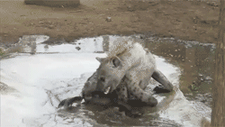 http://reho.st/gif/4df217c5596c5715c2f4535a638999faf71e36a6.gif