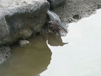 http://reho.st/gif/4f7489bde810334249f29e8bffb1c975fe892c0a.gif