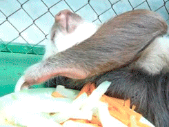 http://reho.st/gif/4f7ca83d5d7d64480f2db58e7c62c6b625a18f33.gif