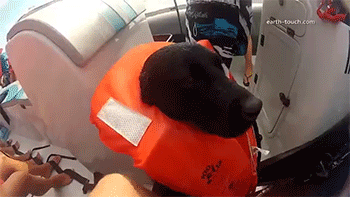 http://reho.st/gif/4f81522b7fee51afba97a446f6cf424c04c76c8d.gif
