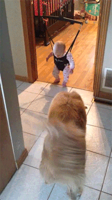 http://reho.st/gif/553bfa54b83087c19a8de38909711ce6d577ecc4.gif