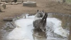 http://reho.st/gif/5695752c74c19e326514f0ff5efc35fe9821d4b2.gif