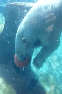 http://reho.st/gif/588a7831853e0396f1430f36f019c73b6005828d.gif