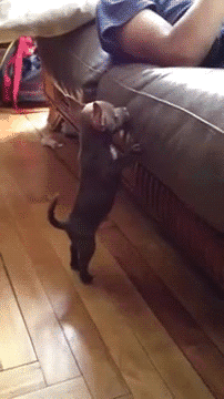 http://reho.st/gif/5ac709165bec6ac2464e90aaff9ae1f9c6b98e48.gif