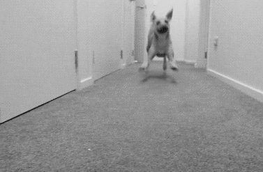 http://reho.st/gif/5c5fd8096844d8afc41a215885ecbd1cb48e65bb.gif