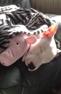 http://reho.st/gif/5dae1940673fa4ecc1757c2e29d1e3272dce5a7a.gif