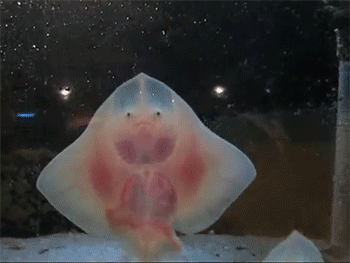 http://reho.st/gif/5dbae5e51e8b3015089fad79b5c2b525829ee45d.gif