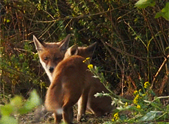 http://reho.st/gif/5e632e52aed2953fe98e7504fe0908e94c5a37ee.gif