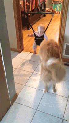 http://reho.st/gif/5ed43e2d23ba58b5ec273e94e4c2adc38075606e.gif