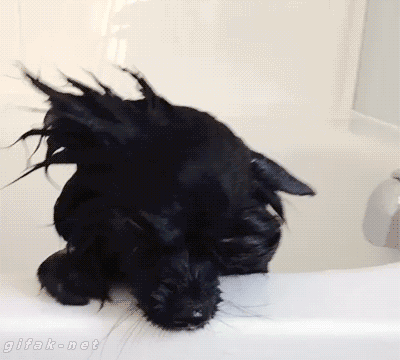 http://reho.st/gif/630da5e9260e891873dcec4021f2417a9d9b1dda.gif