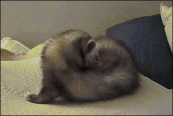 http://reho.st/gif/63f7b69f093d6659fcc643054d3f3d9db1c93728.gif