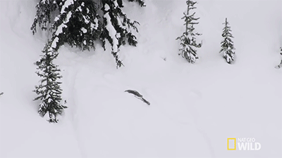 http://reho.st/gif/6562092f64097559553e3ca3871a85a3ef1516c5.gif