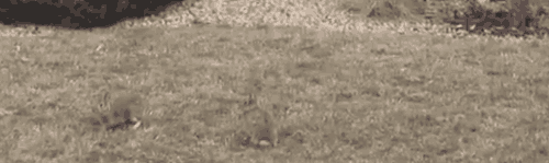 http://reho.st/gif/6b66b435fb4710ba0f340bcb8fe48cac39a836db.gif