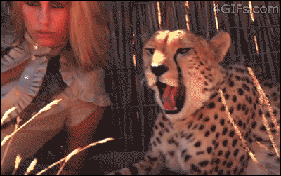 http://reho.st/gif/6bd2d47b4e566da59d912581a7bc034241d3b964.gif
