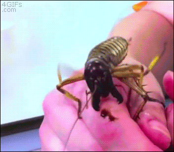 http://reho.st/gif/6cc115c172bd1922b32fc8b02bd46b21c50cb08d.gif