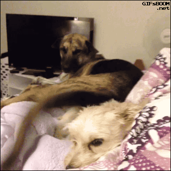 http://reho.st/gif/6e4cb735f171cd1af20a766c120c9705a38c9787.gif