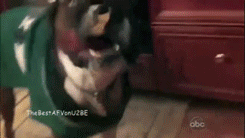 http://reho.st/gif/6e5c82e23d0618f3a6a94e2022cfb7386be32515.gif
