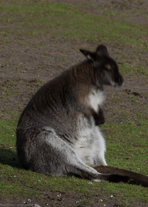 http://reho.st/gif/6ea03be9f878f8d080002aac589804a44e602136.gif