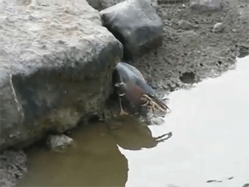 http://reho.st/gif/6fea8ac49e8a08a86f0edaa7d4afb78ebe07d619.gif