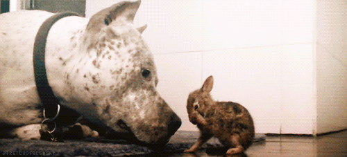 http://reho.st/gif/717aa80df9472a88ab3343bedc680c1fc5a13e25.gif