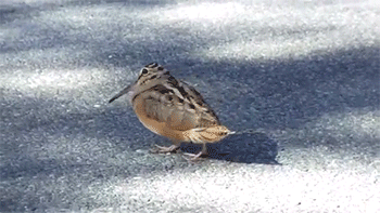 http://reho.st/gif/73d6c6a2521bf3ba636f8190775eed9ddb269fef.gif
