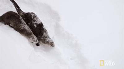http://reho.st/gif/73f869823cce1d66e367467209a7c57dab840434.gif