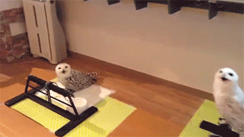 http://reho.st/gif/744360ea1b06b7411c8b576ac07371c8b1e73699.gif
