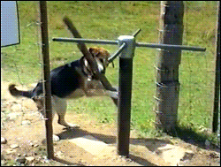 http://reho.st/gif/7564543fd1921e8e42b509b586edff25eb6fd833.gif