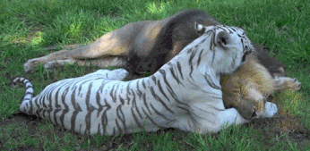 http://reho.st/gif/75b6dc1dcdd5d7bca31fe4d909f1f3f4a212d9df.gif