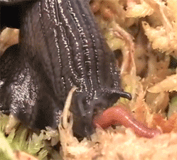 http://reho.st/gif/7683e09b975d579542496b62906d29ba44428f0b.gif