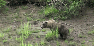 http://reho.st/gif/76883df15f3732713f7d1183a1f32d4f0795059e.gif