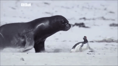 http://reho.st/gif/780d30eb865284918454ac6f270e3f71ce3b5da2.gif