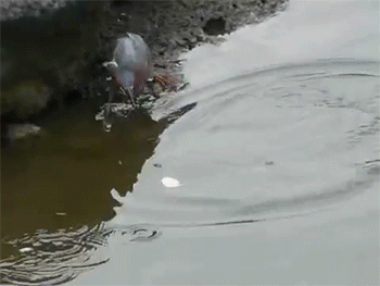 http://reho.st/gif/7896ba8bb74c16919bba834d28f4e51f81287c87.gif