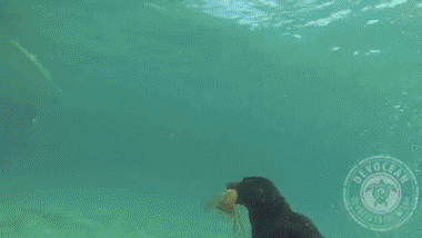 http://reho.st/gif/7a460bc94a1a84c9e127faf2cfced8e7a074765a.gif
