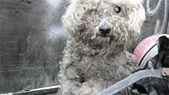 http://reho.st/gif/7b62b949518c7226ebfd2af1055c7b7c8dd73ba2.gif