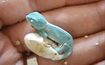 http://reho.st/gif/7b7b5287e9a29352229f0b2cdc7b0f2aafaec577.gif