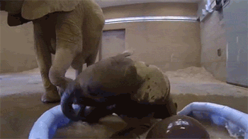 http://reho.st/gif/7e6496efe396ee3ccf1793f50a7376fe0fa91970.gif